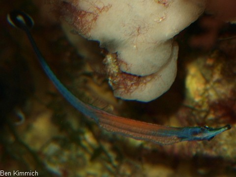 Doryrhamphus janssi, Jansis Seenadel mit Eiern in der Bauchfalte