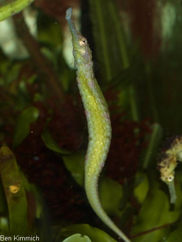 Syngnathoides biaculeatus, Dreieckige Seenadel
