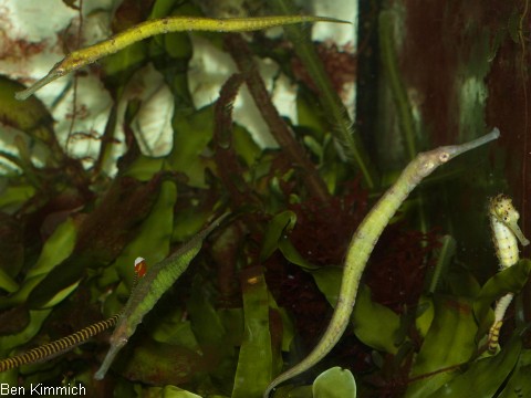 Syngnathoides biaculeatus, Dreieckige Seenadel