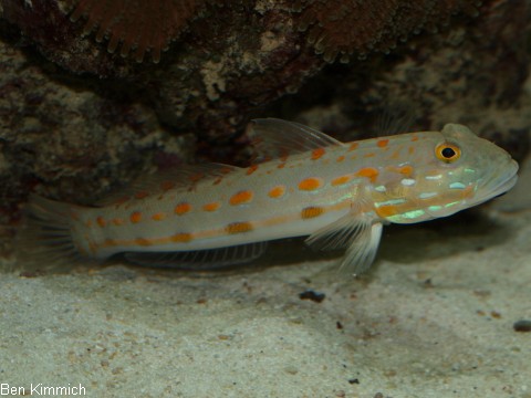 Valenciennea puellaris, Maiden Schlfergrundel
