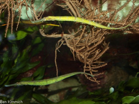 Syngnathoides biaculeatus, Dreieckige Seenadel