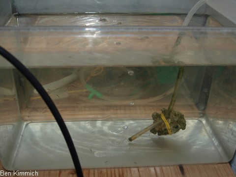 Seenadellarven ohne Grnwasser