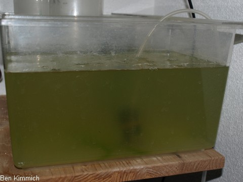 Grnwasser