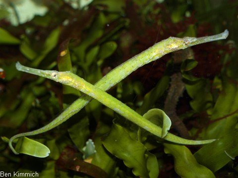 Syngnathoides biaculeatus, Dreieckige Seenadel