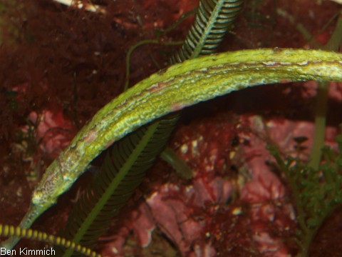 Syngnathoides biaculeatus extrem abgemagert