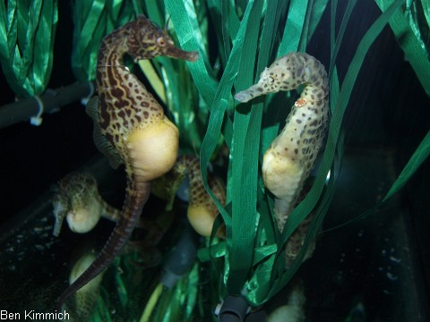 Hippocampus abdominalis, Neuseeland-Topfbauchpferdchen