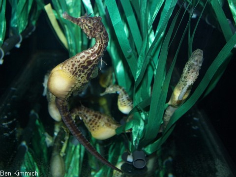 Hippocampus abdominalis, Neuseeland-Topfbauchpferdchen