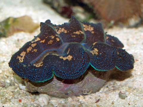 Tridacna crocea, Bohrende Riesenmuschel