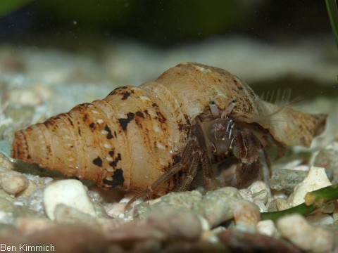 Diogenes sp., Einsiedlerkrebs