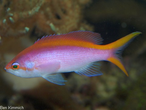 Pseudanthias tuka, Purpur Fahnenbarsch