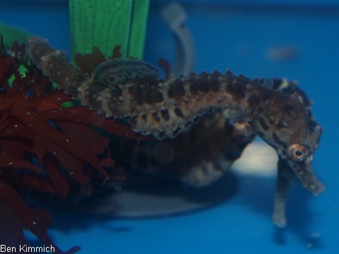 Hippocampus abdominalis, Neuseeland-Topfbauchpferdchen