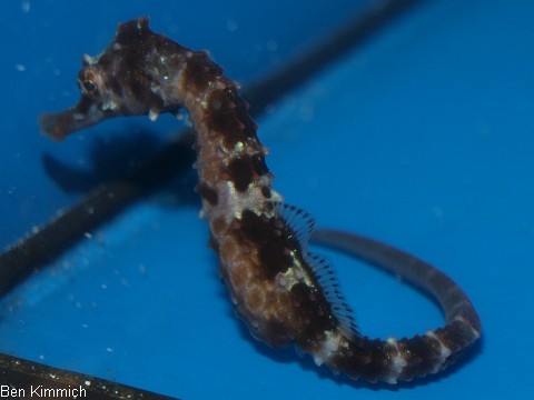Hippocampus abdominalis, Neuseeland-Topfbauchpferdchen