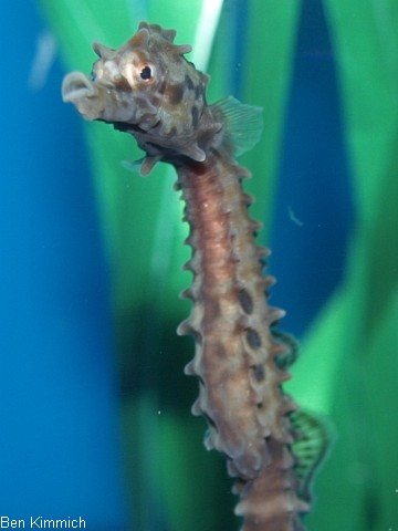 Hippocampus abdominalis, Neuseeland-Topfbauchpferdchen