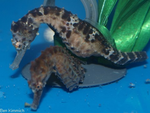 Hippocampus abdominalis, Neuseeland-Topfbauchpferdchen