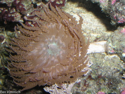 Phymanthus buitendijki, Buitendijks Sandanemone