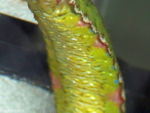 Syngnathoides biaculeatus, Dreieckige Seenadel