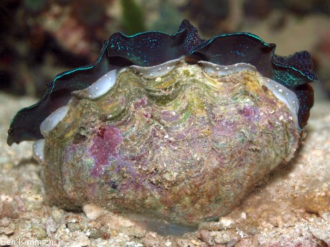 Tridacna, Riesenmuschel