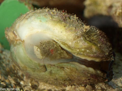 Tridacna, Riesenmuschel