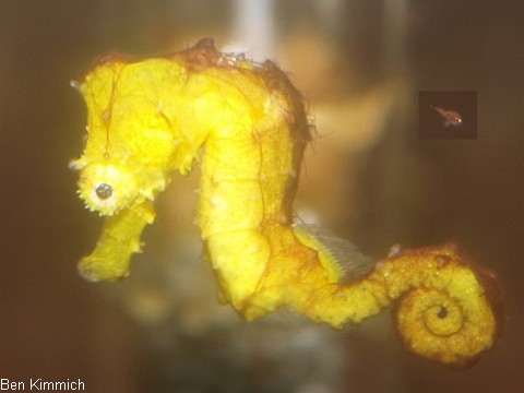 Hippocampus comes, Tigerschwanz Seepferdchen 10 Wochen