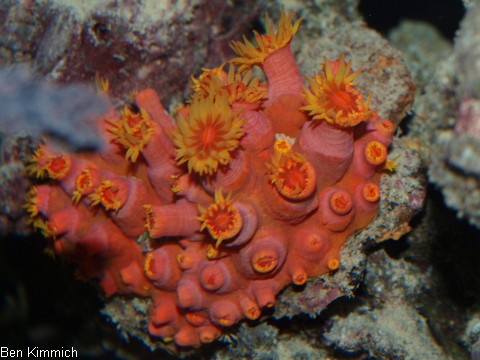 Tubastraea faulkneri, Orange-gelbe Kelchkoralle