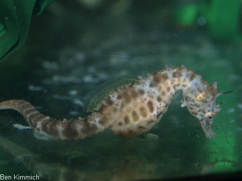 Hippocampus abdominalis, Neuseeland-Topfbauchpferdchen