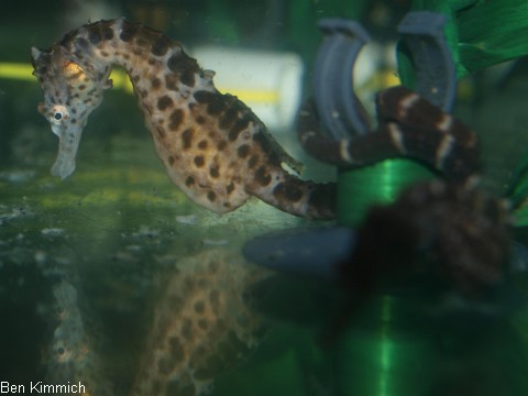Hippocampus abdominalis, Neuseeland-Topfbauchpferdchen