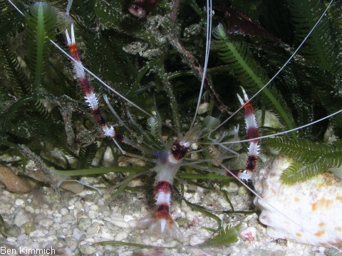 Stenopus, Scherengarnele