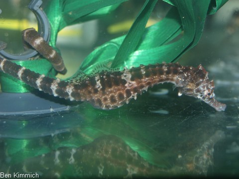 Hippocampus abdominalis, Neuseeland-Topfbauchpferdchen