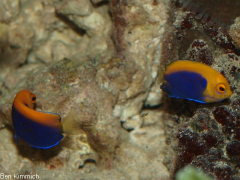 Centropyge acanthops, Orangercken-Zwergkaiserfisch
