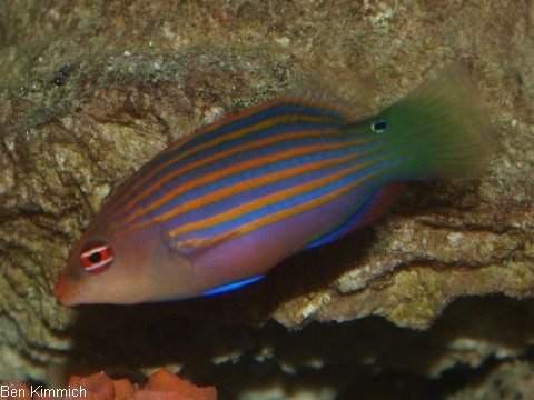 Pseudocheilinus hexataenia, Sechsstreifen-Lippfisch