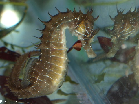 Hippocampus guttulatus, Seepferdchen