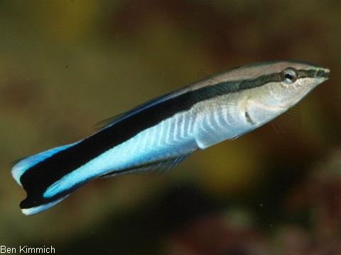Labroides dimidiatus, Putzerlippfisch