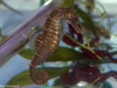Hippocampus guttulatus, Seepferdchen