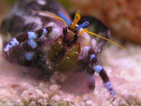 Calcinus elegans, Einsiedlerkrebs