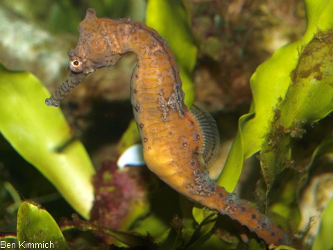 Hippocampus subelongatus, Seepferdchen