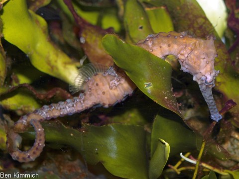 Hippocampus subelongatus, Seepferdchen