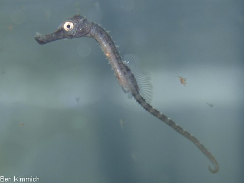 Hippocampus abdominalis, Neuseeland-Topfbauchpferdchen Tag 5