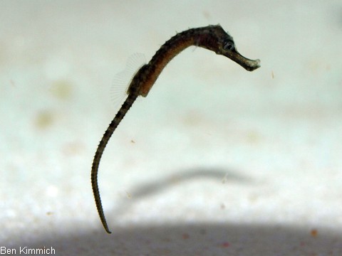 Hippocampus abdominalis, Neuseeland-Topfbauchpferdchen Tag 5