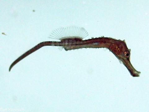 Hippocampus abdominalis, Neuseeland-Topfbauchpferdchen Tag 5