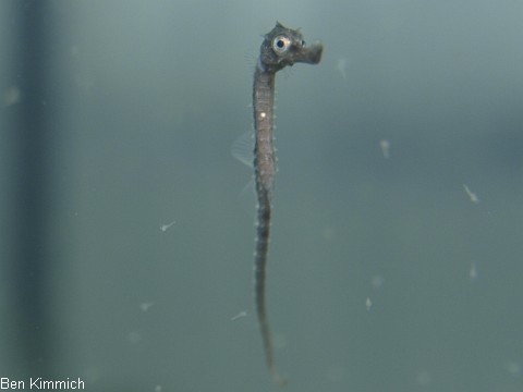 Hippocampus abdominalis, Neuseeland-Topfbauchpferdchen Tag 5