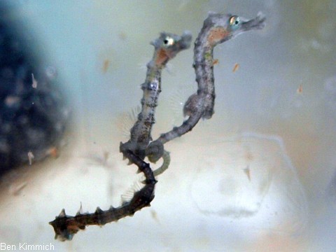 Hippocampus subelongatus, Westaustralisches Seepferdchen Tag 1
