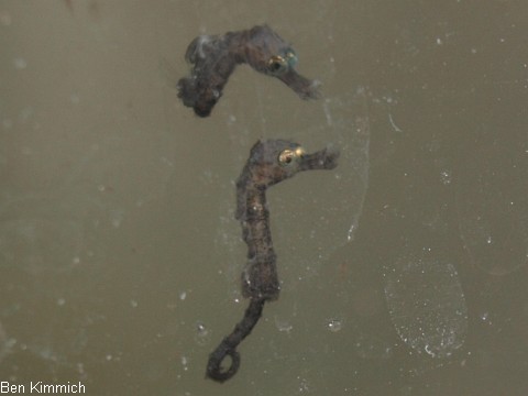 Hippocampus subelongatus, Westaustralisches Seepferdchen Tag 1