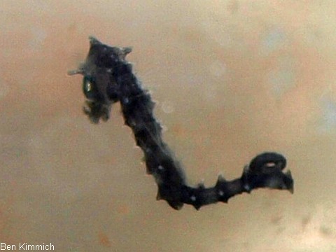 Hippocampus subelongatus, Westaustralisches Seepferdchen Tag 1