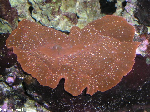 Scheibenanemonen