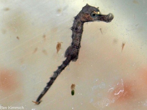 Hippocampus subelongatus, Westaustralisches Seepferdchen Tag 1