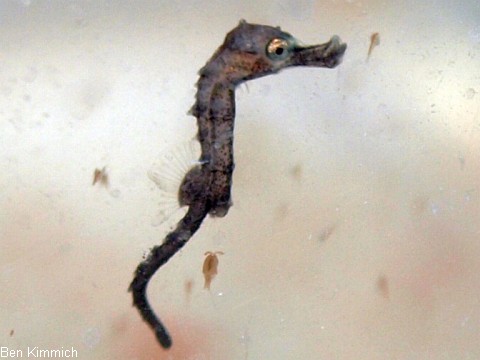 Hippocampus subelongatus, Westaustralisches Seepferdchen Tag 1