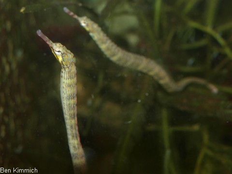 Corythoichthys , Seenadel