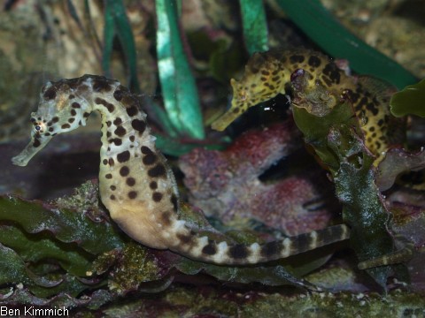 Hippocampus abdominalis, Neuseeland-Topfbauchpferdchen