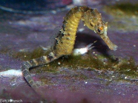 Hippocampus abdominalis, Neuseeland-Topfbauchpferdchen
