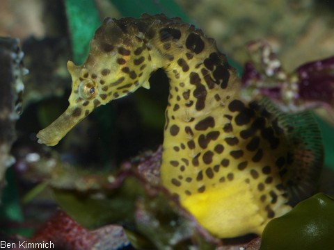 Hippocampus abdominalis, Neuseeland-Topfbauchpferdchen